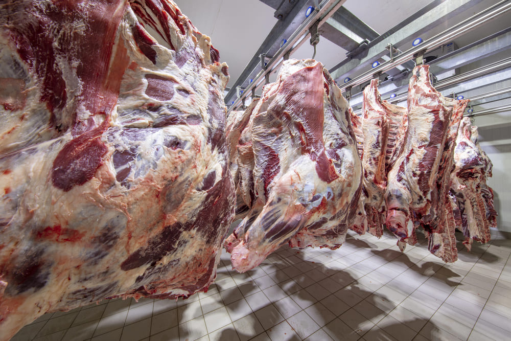 Automação em frigoríficos é a tecnologia que reduz perdas, aumenta a produção e protege seu lucro